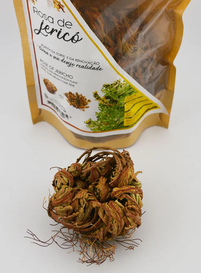 Roos van Jericho 10g - Opstandingsbloem (pic 2)