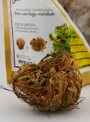 Roos van Jericho 10g - Opstandingsbloem