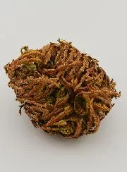 Roos van Jericho 10g