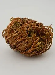 Roos van Jericho 10g